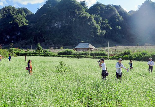 Du khách thăm cánh đồng hoa cải tại Mộc Châu (Sơn La)
